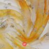 Organza